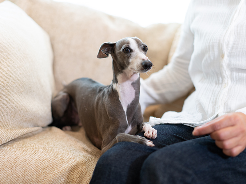 Umbraco.Cms.Infrastructure.PublishedCache.Property