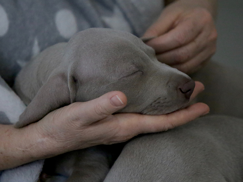 Umbraco.Cms.Infrastructure.PublishedCache.Property