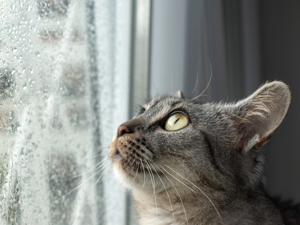 Umbraco.Cms.Infrastructure.PublishedCache.Property