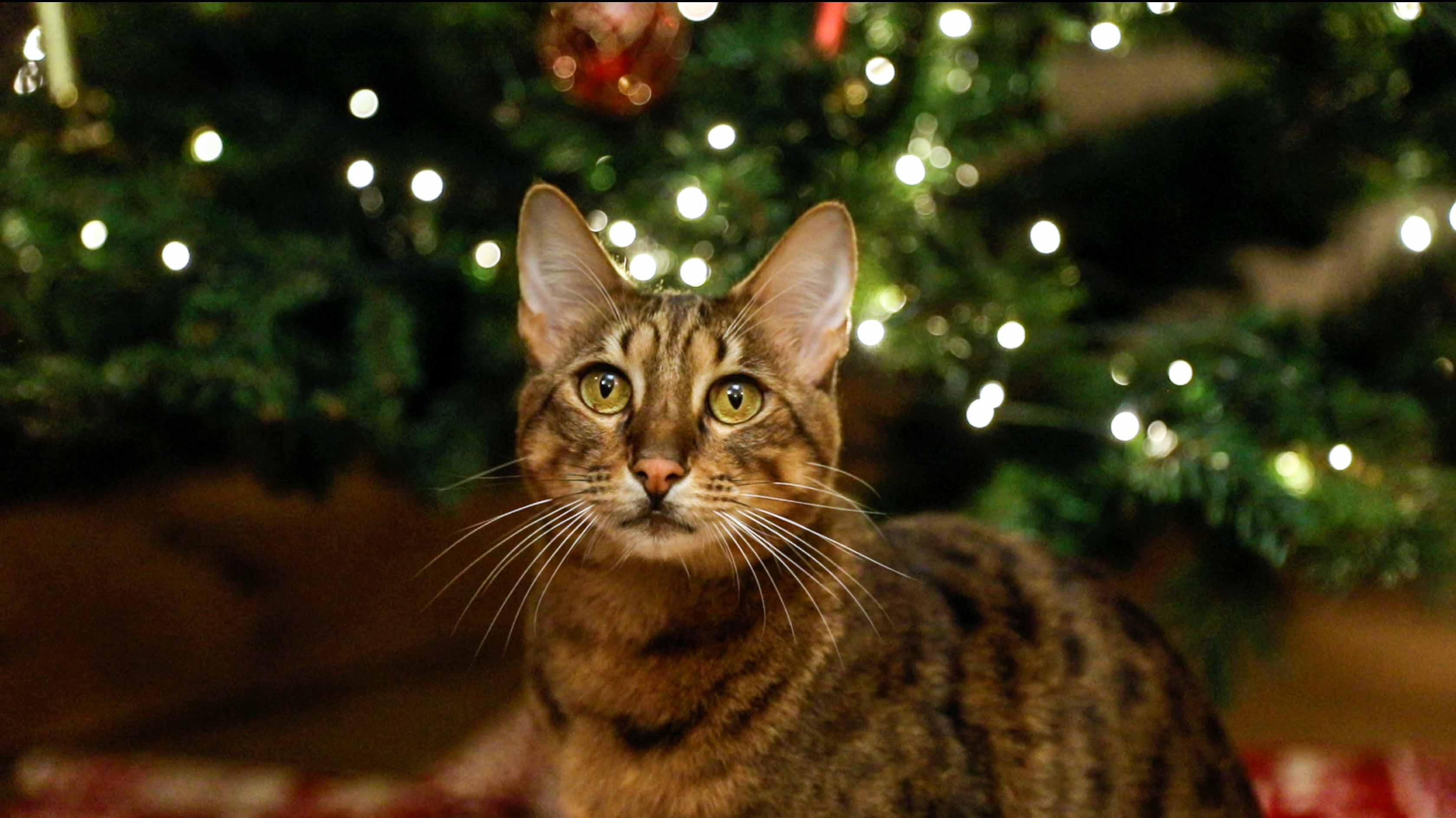 Umbraco.Cms.Infrastructure.PublishedCache.Property