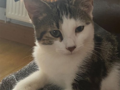 Umbraco.Cms.Infrastructure.PublishedCache.Property