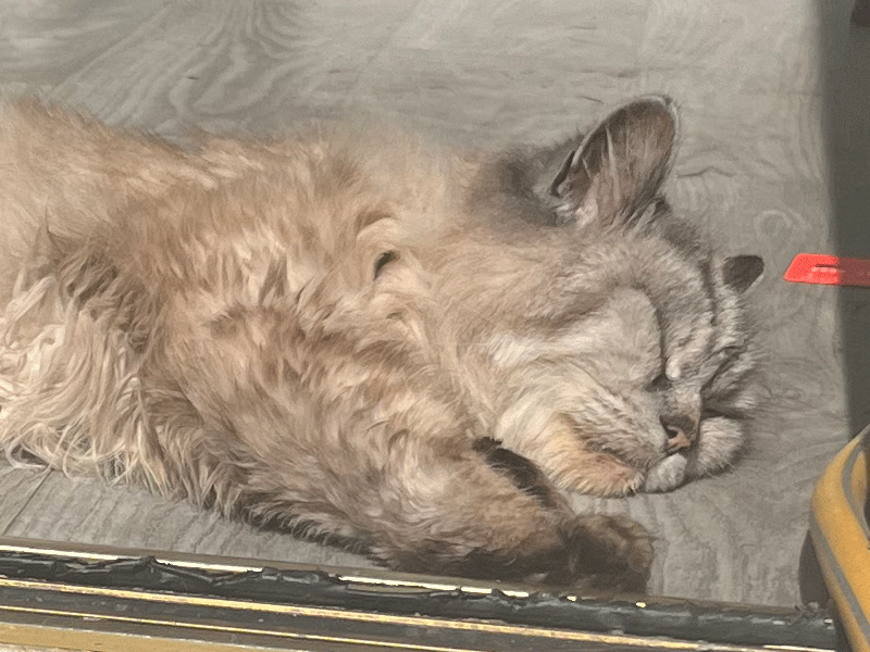 Umbraco.Cms.Infrastructure.PublishedCache.Property