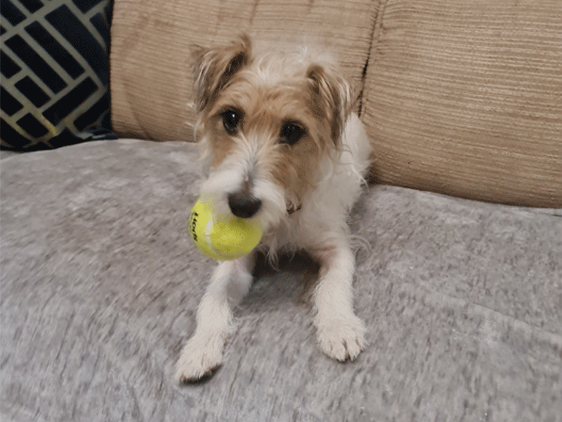 Umbraco.Cms.Infrastructure.PublishedCache.Property