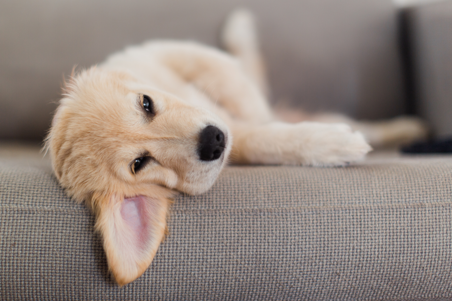 Umbraco.Cms.Infrastructure.PublishedCache.Property