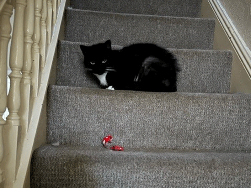 Umbraco.Cms.Infrastructure.PublishedCache.Property