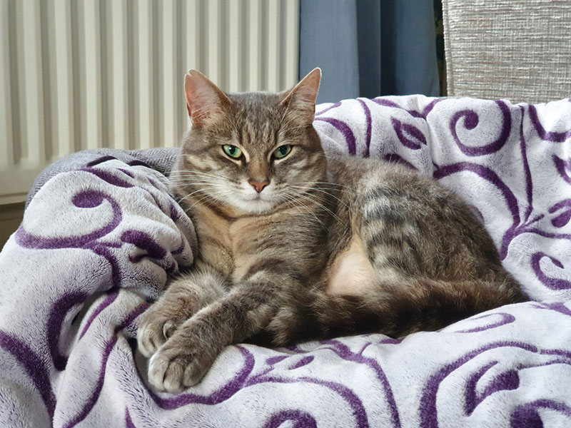 Umbraco.Cms.Infrastructure.PublishedCache.Property