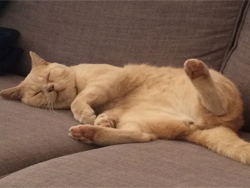 Umbraco.Cms.Infrastructure.PublishedCache.Property